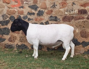 LOT 126 1X DORPER FLOCK RAM CRONJE DORPERS