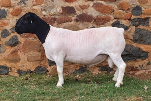 LOT 127 1 X DORPER FLOCK RAM CRONJE DORPERS