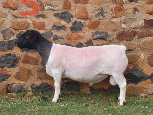 LOT 130 1X DORPER FLOCK RAM CRONJE DORPERS