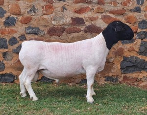 LOT 128 1X DORPER FLOCK RAM CRONJE DORPERS