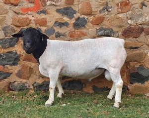 LOT 129 1X DORPER FLOCK RAM CRONJE DORPERS