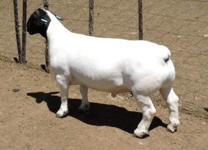 LOT 17 1X DORPER T5 RAM IZAK NEL DORPERS