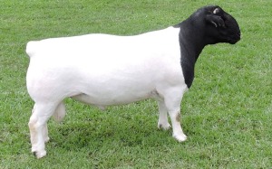 LOT 18 1X DORPER STUD RAM IZAK NEL DORPERS