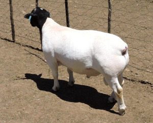 LOT 168 1X DORPER FLOCK RAM IZAK NEL DORPERS