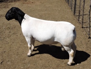 LOT 20 1X DORPER STUD RAM IZAK NEL DORPERS