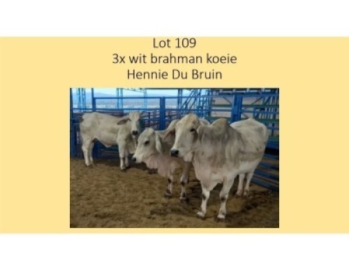 3X WIT BRAHMAN KOEI HENNIE DU BRUYN (PER STUK OM LOT TE NEEM/PER PIECE TO TAKE THE LOT)