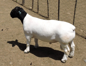 LOT 170 1X DORPER FLOCK RAM NEL DORPERS