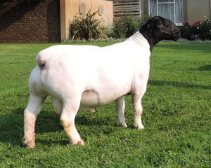 LOT 174 1X WHITE DORPER RAM IZAK NEL WIT DORPERS