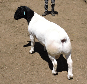 LOT 169 1X DORPER FLOCK RAM NEL DORPERS