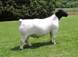 LOT 166 1X DORPER STUD RAM NEL DORPERS