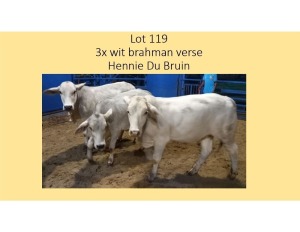 3X WIT BRAHMAN VERSE HENNIE DU BRUYN (PER STUK OM LOT TE NEEM/PER PIECE TO TAKE THE LOT)