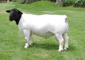 LOT 19 1 X DORPER T5 RAM NEL DORPERS