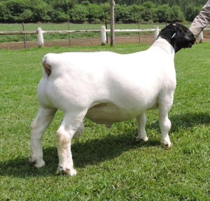 LOT 167 1 X DORPER FLOCK RAM NEL DORPERS