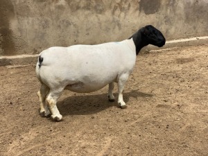 LOT 16 1X DORPER T5 PREGNANT EWE LEROY PHILLIPS