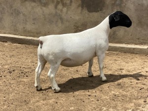 LOT 18 1X DORPER T5 PREGNANT EWE LEROY PHILLIPS