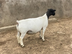 LOT 19 1X DORPER T5 PREGNANT EWE LEROY PHILLIPS