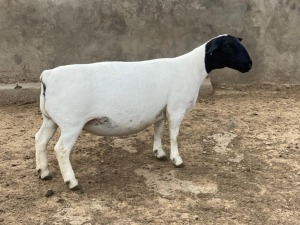 LOT 20 1X DORPER T5 PREGNANT EWE LEROY PHILLIPS