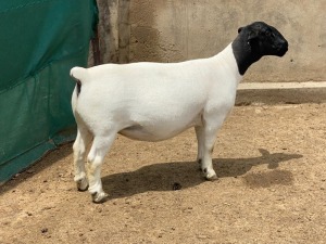 LOT 23 1X DORPER T5 PREGNANT EWE LEROY PHILLIPS