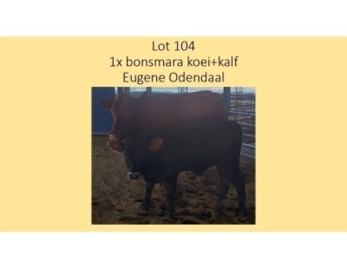 1X BONSMARA KOEI + KALF EUGENE ODENDAAL