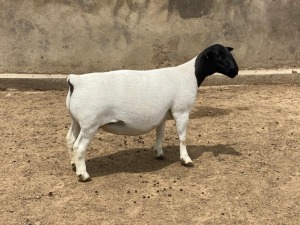 LOT 24 1X DORPER T5 PREGNANT EWE LEROY PHILLIPS