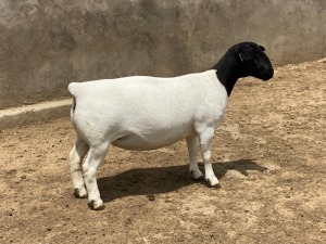 LOT 26 1X DORPER T5 PREGNANT EWE LEROY PHILLIPS