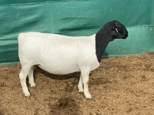 LOT 21 1X DORPER T5 PREGNANT EWE LEROY PHILLIPS