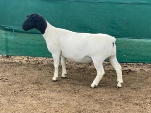 LOT 25 1X DORPER T5 PREGNANT EWE LEROY PHILLIPS