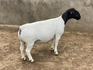 LOT 41 1X DORPER STUD PREGNANT EWE LEROY PHILLIPS