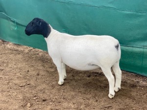 LOT 28 1X DORPER T5 PREGNANT EWE LEROY PHILLIPS