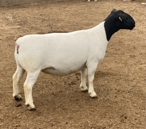 LOT 27 1X DORPER T5 EWE LEROY PHILLIPS