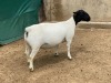 LOT 43 1X DORPER FLOCK PREGNANT EWE LEROY PHILLIPS