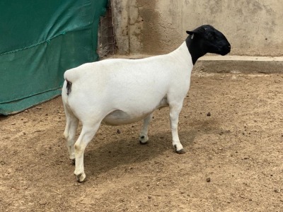 LOT 43 1X DORPER FLOCK PREGNANT EWE LEROY PHILLIPS