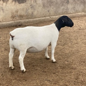 LOT 30 1X DORPER T5 PREGNANT EWE LEROY PHILLIPS