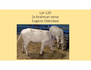 2X BRAHMAN VERSE EUGENE ODENDAAL (PER STUK OM LOT TE NEEM/PER PIECE TO TAKE THE LOT)