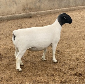 LOT 44 1X DORPER FLOCK PREGNANT EWE LEROY PHILLIPS