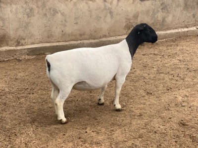 LOT 45 1X DORPER FLOCK PREGNANT EWE LEROY PHILLIPS