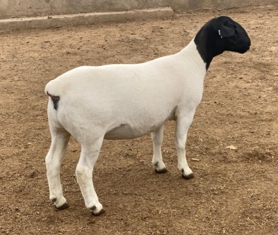 LOT 42 1X DORPER STUD EWE LEROY PHILLIPS