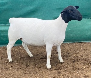 LOT 29 1X DORPER T5 PREGNANT EWE LEROY PHILLIPS