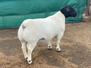 WITHDRAW - LOT 213 1X DORPER RAM LEROY PHILLIPS