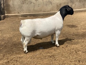 LOT 23 11X DORPER T5 RAM LEROY PHILLIPS