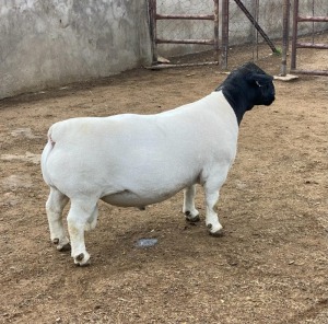 LOT 22 1X DORPER T5 RAM LEROY PHILLIPS