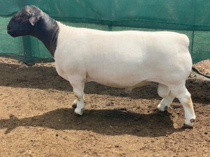 LOT 47 1X DORPER T5 RAM LEROY PHILLIPS