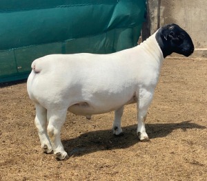 WITHDRAW - LOT 47 1X DORPER RAM LEROY PHILLIPS