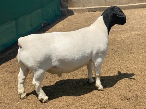 LOT 75 1X DORPER FLOCK RAM LEROY PHILLIPS