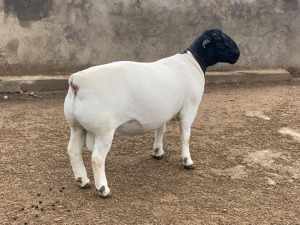 LOT 74 1X DORPER STUD RAM LEROY PHILLIPS