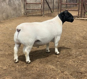 LOT 48 1X DORPER T5 RAM LEROY PHILLIPS