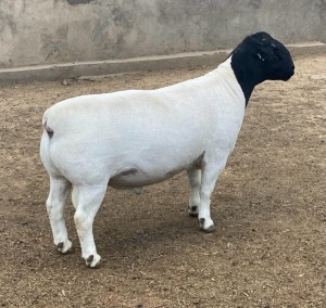 LOT 81 1X DORPER T5 RAM LEROY PHILLIPS