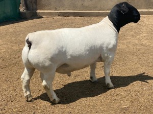 LOT 49 1X DORPER T5 RAM LEROY PHILLIPS