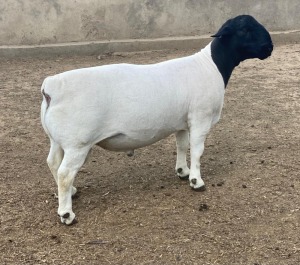 LOT 84 1X DORPER FLOCK RAM LEROY PHILLIPS