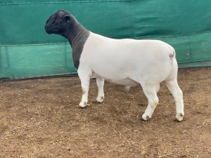 LOT 85 1X DORPER FLOCK RAM LEROY PHILLIPS